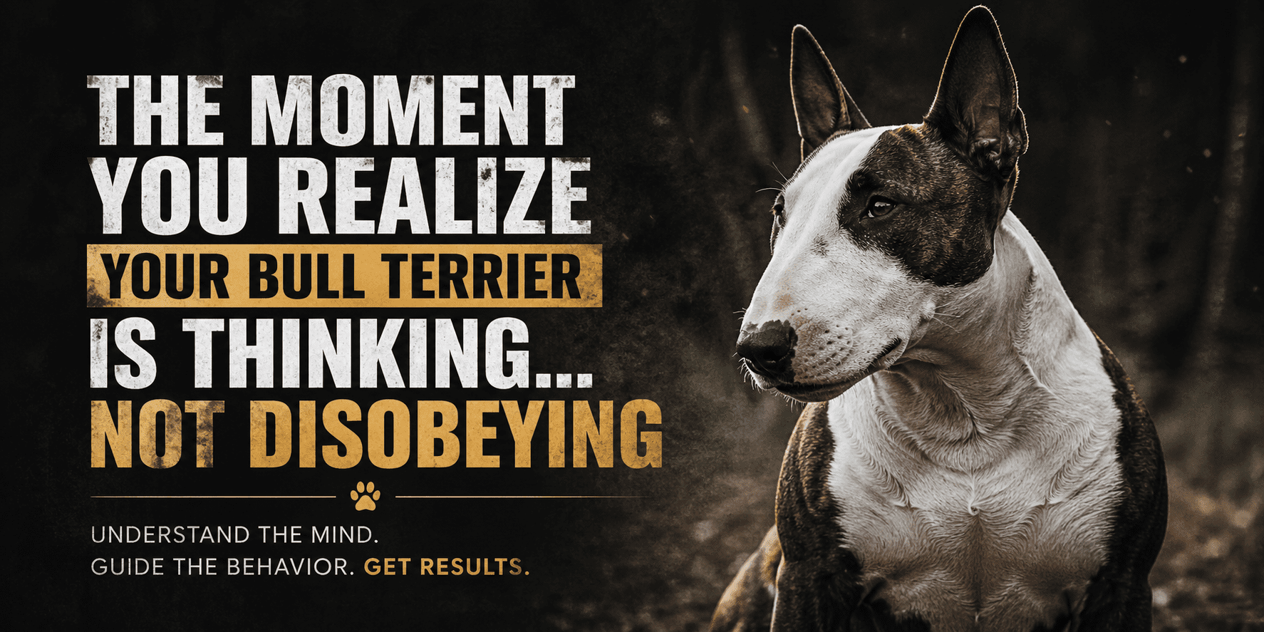 The Moment You Realize Your Bull Terrier Is Thinking… Not Disobeying