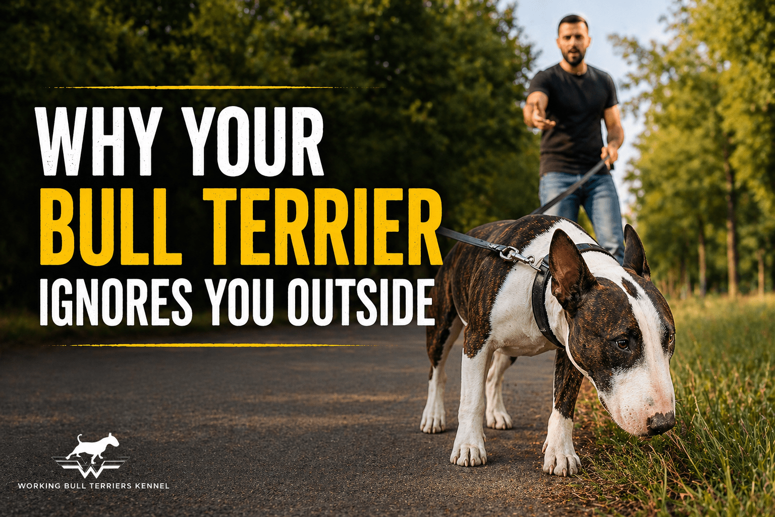 Why Does My Bull Terrier Ignore Me Outside?