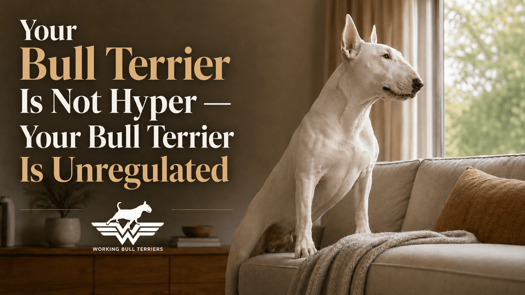 Bull Terrier Not Hyper: Why Your Dog Is Really Unregulated