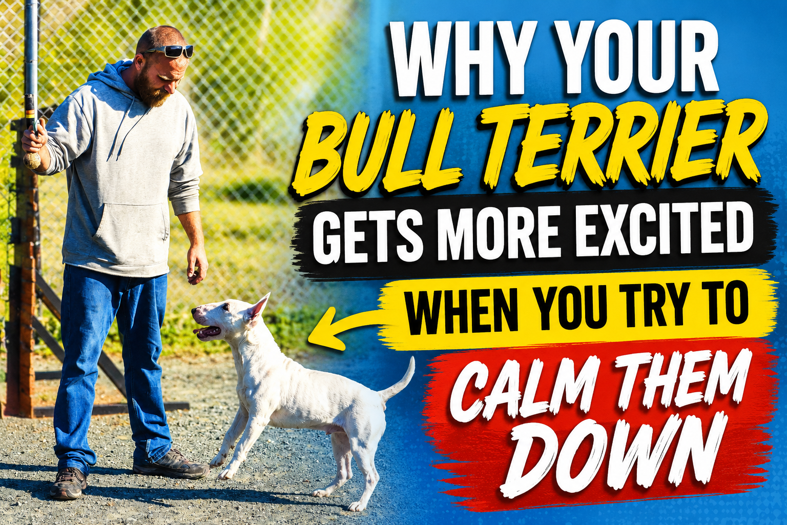 Why Your Bull Terrier Gets More Excited When You Try to Calm Them Down