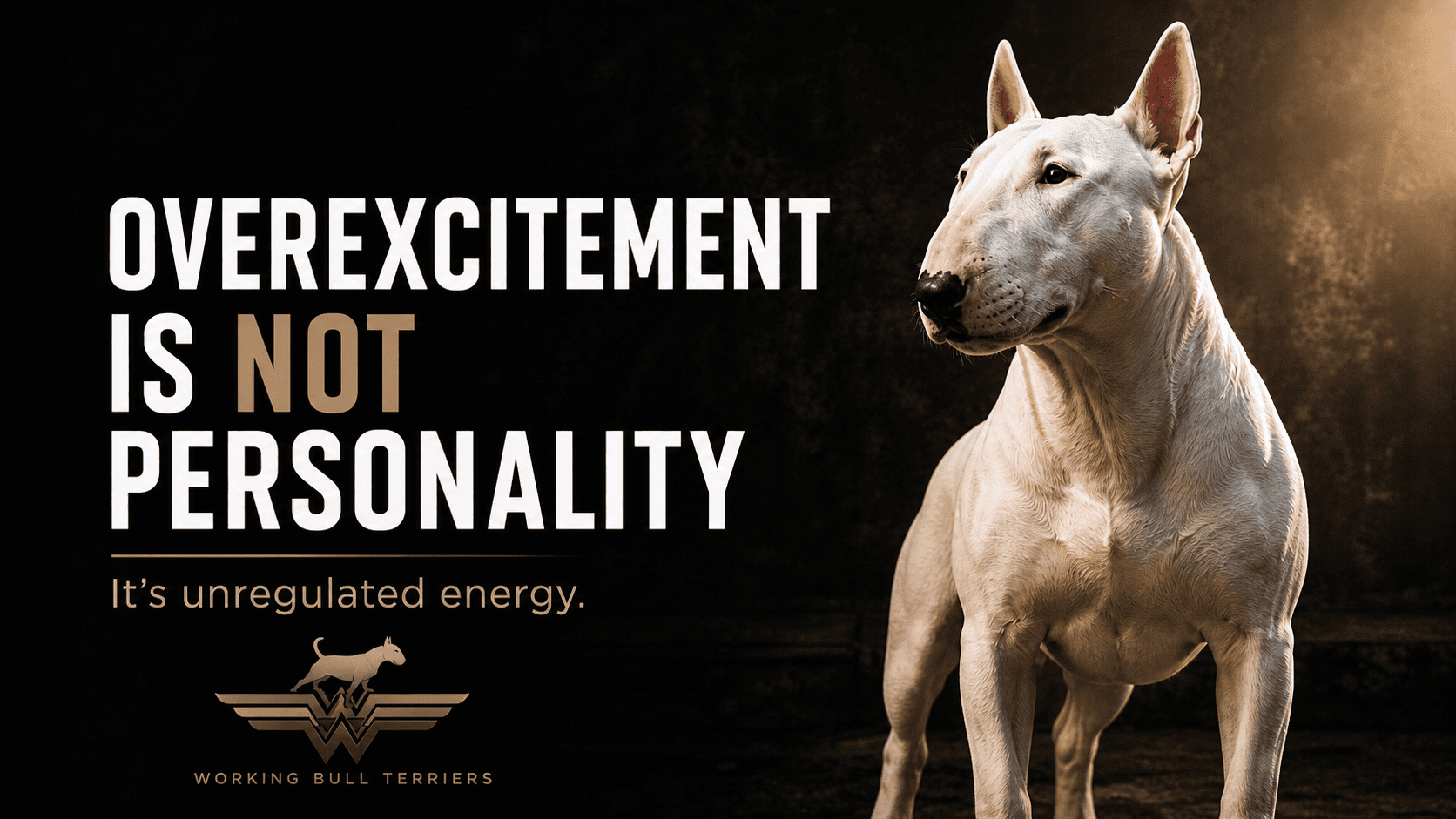 Why Overexcitement Is Not a Personality Trait in Bull Terriers