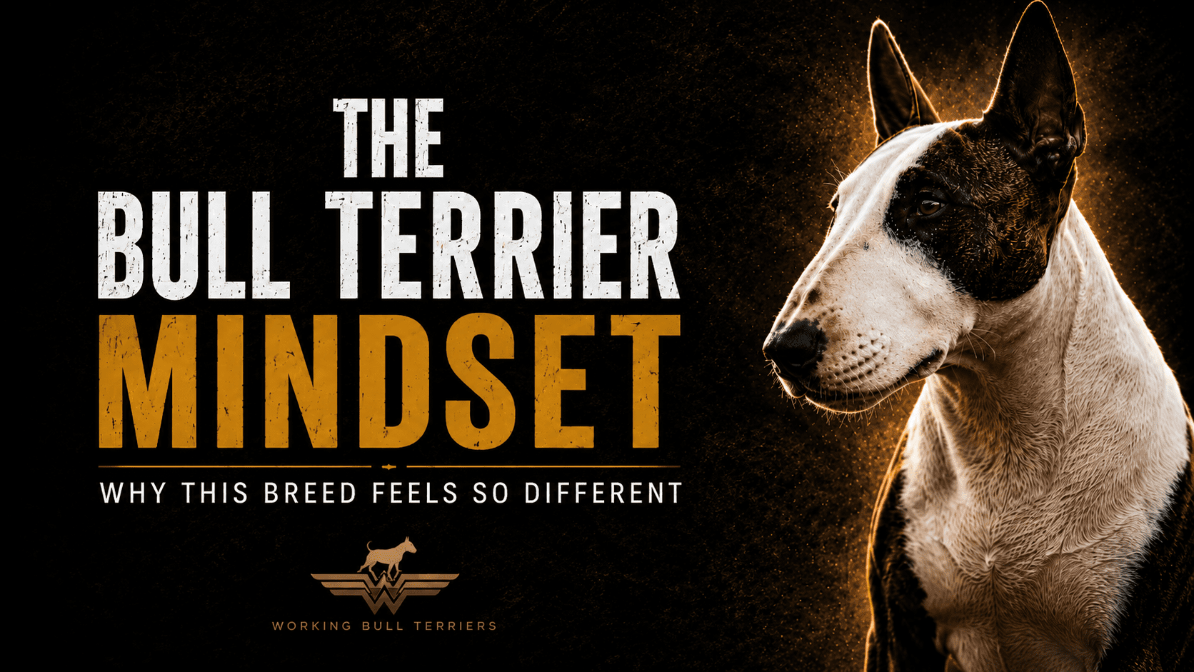 The Bull Terrier Mindset: Why This Breed Feels So Different