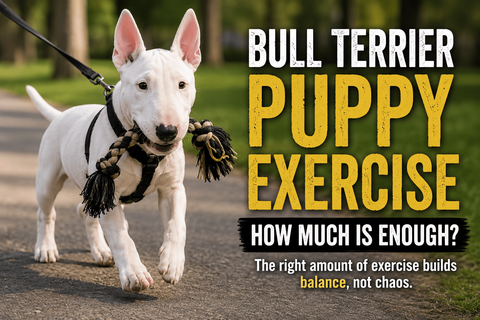 How Much Exercise Does a Bull Terrier Puppy Really Need?