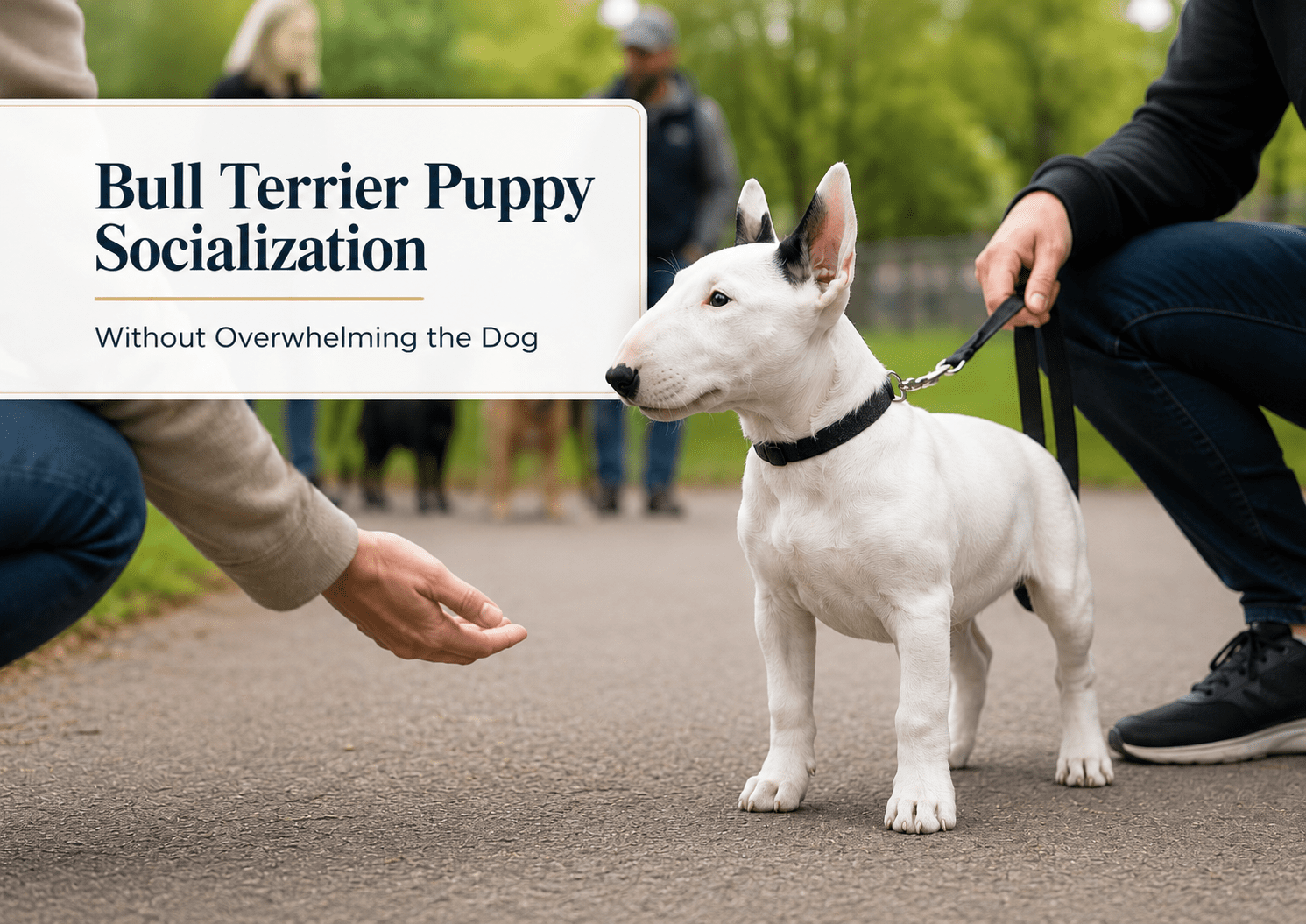 Bull Terrier Puppy Socialization Without Overwhelming the Dog