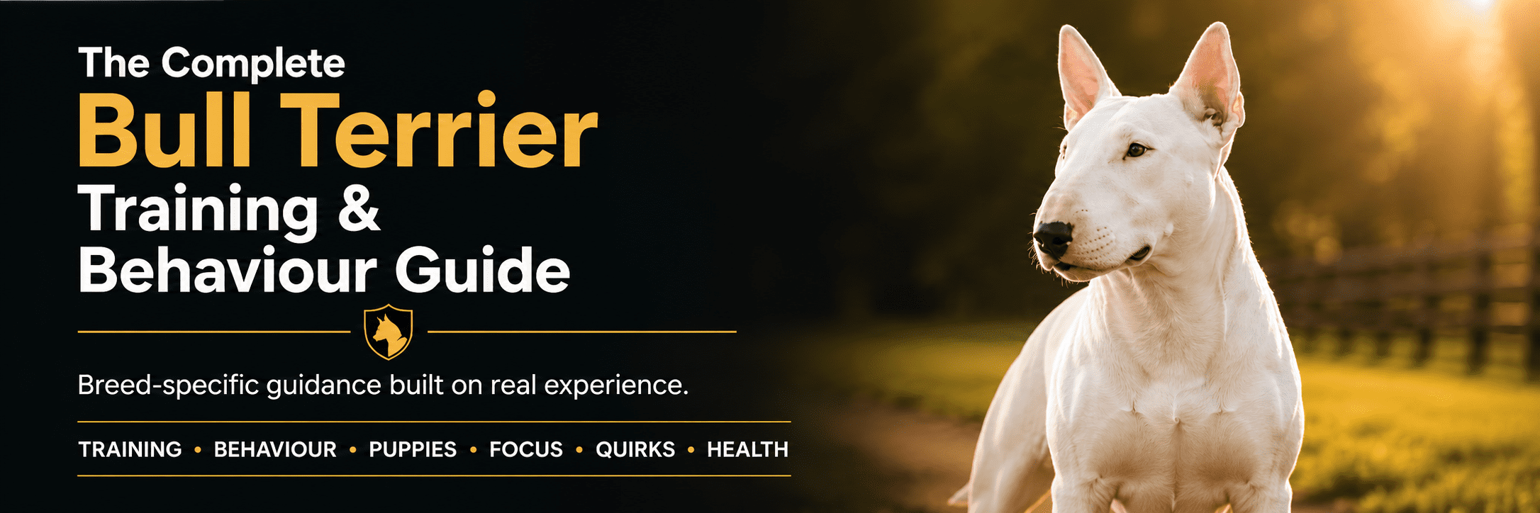 Bull Terrier training guide for puppy training, focus, behaviour, quirks, exercise, health, and responsible ownership