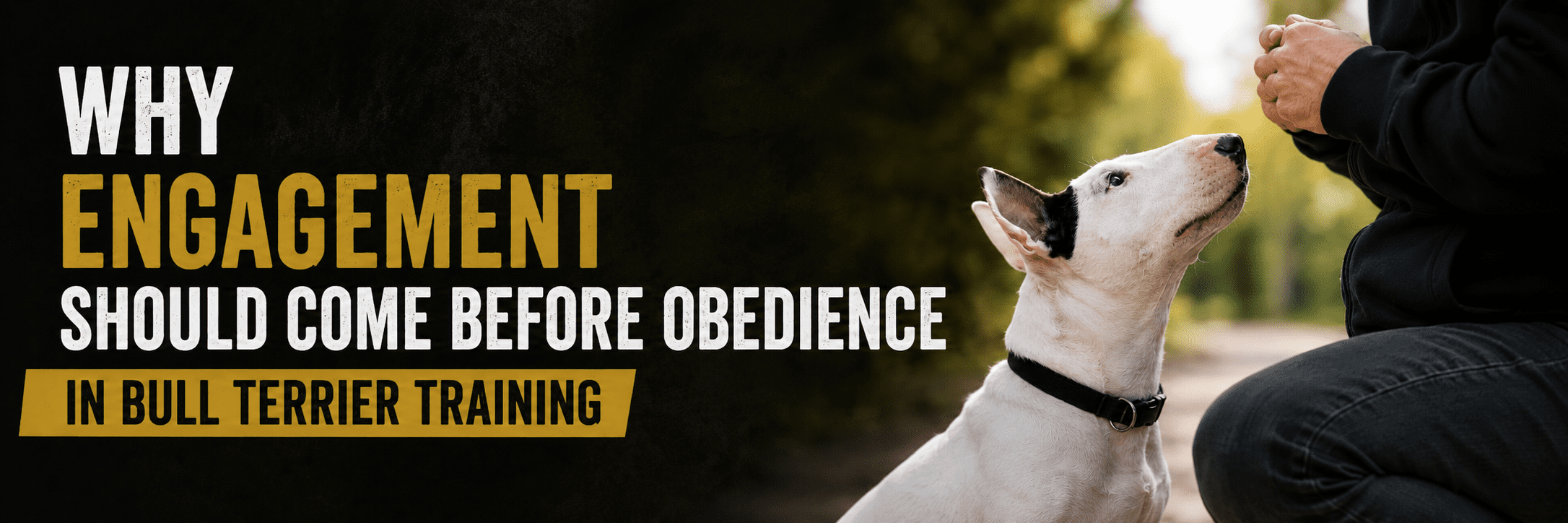 Why Engagement Should Come Before Obedience in Bull Terrier Training