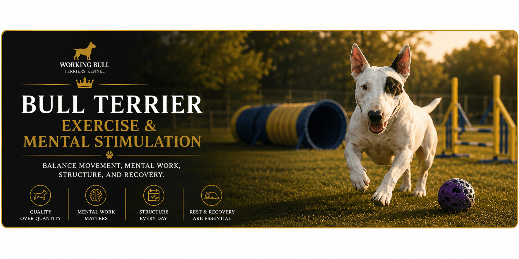 Bull Terrier exercise and mental stimulation guide by Working Bull Terriers Kennel