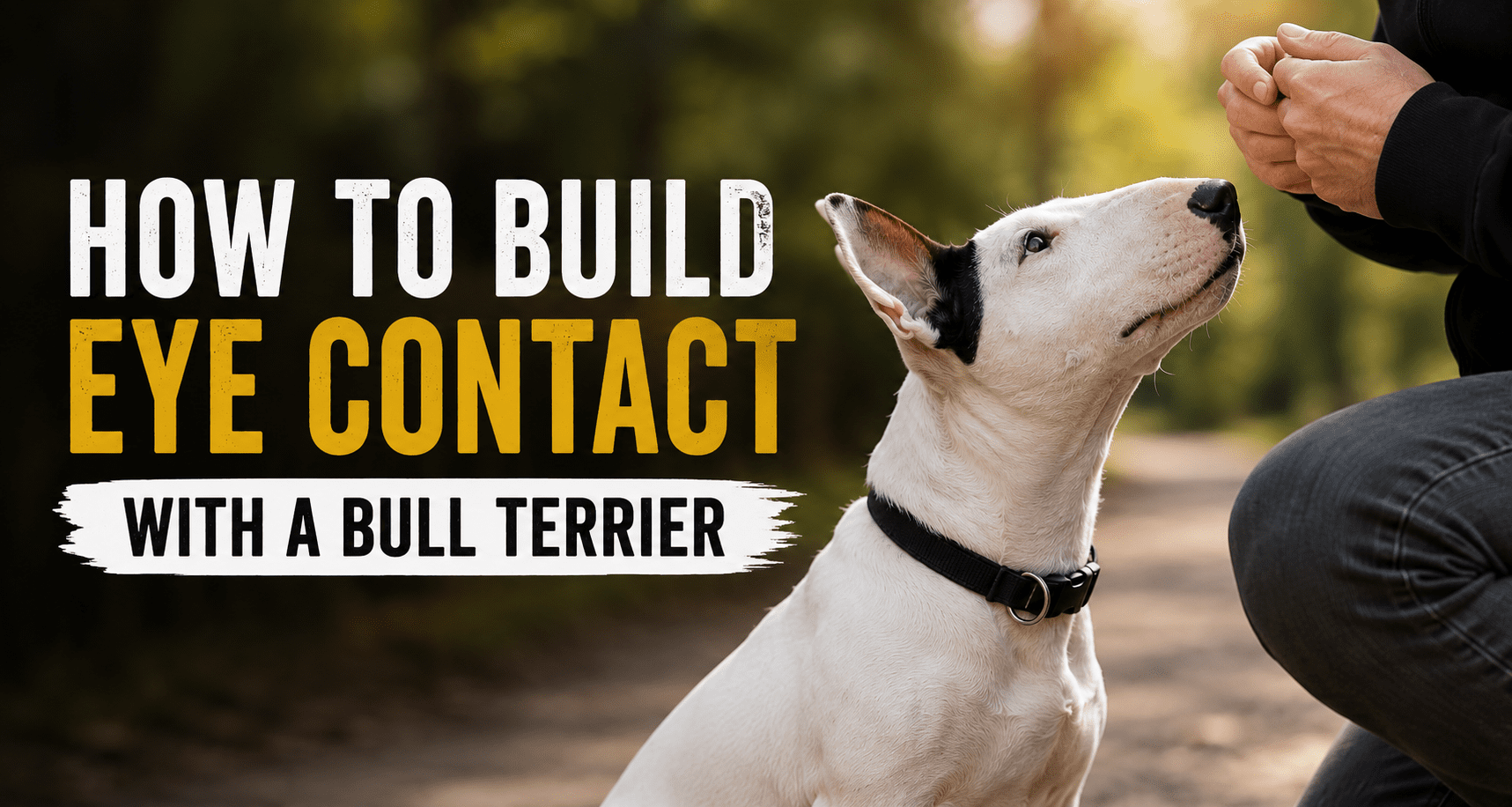 How to Build Eye Contact With a Bull Terrier
