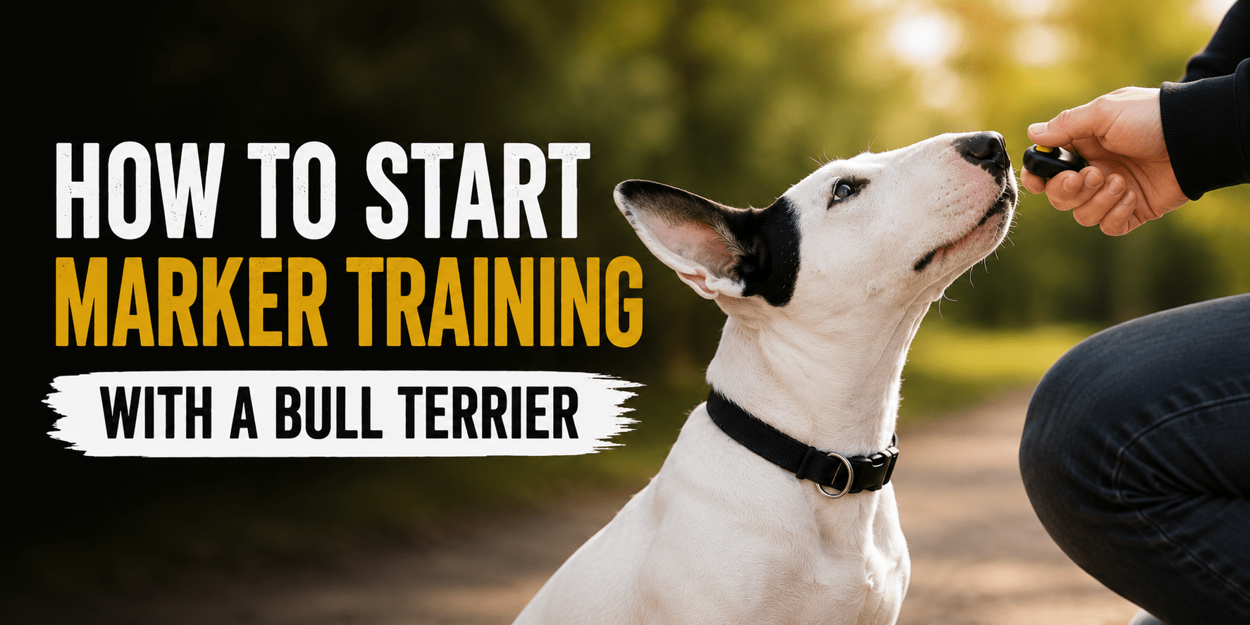 How to Start Marker Training With a Bull Terrier