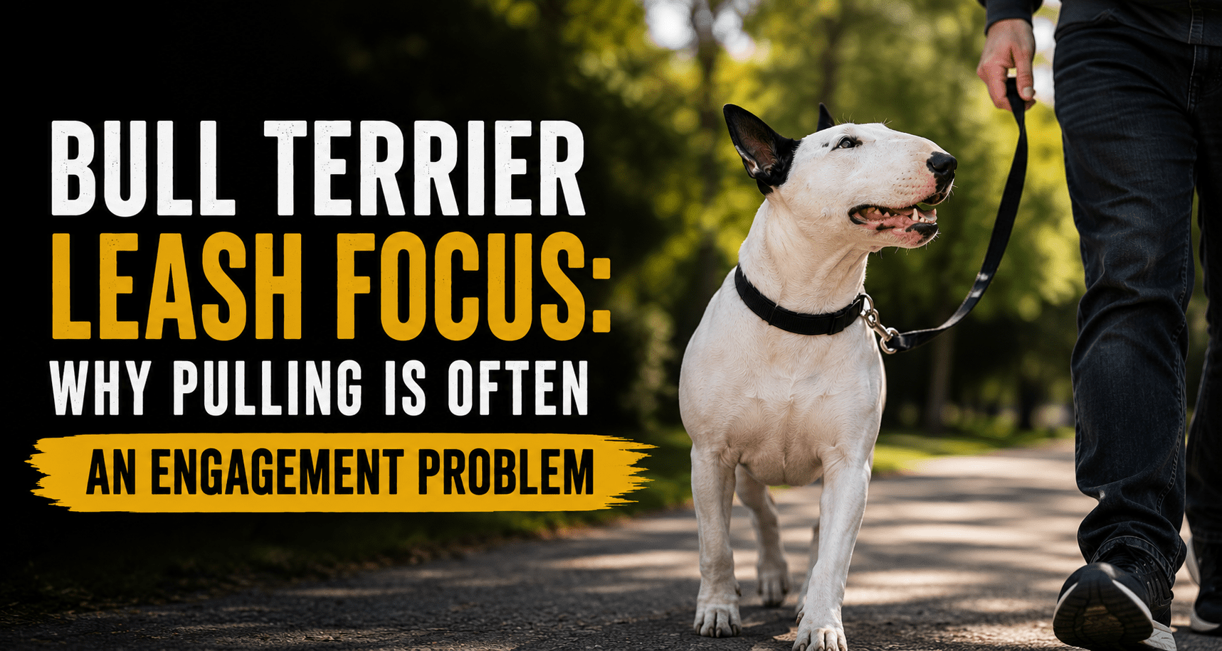 Bull Terrier leash pulling engagement problem during outdoor walk