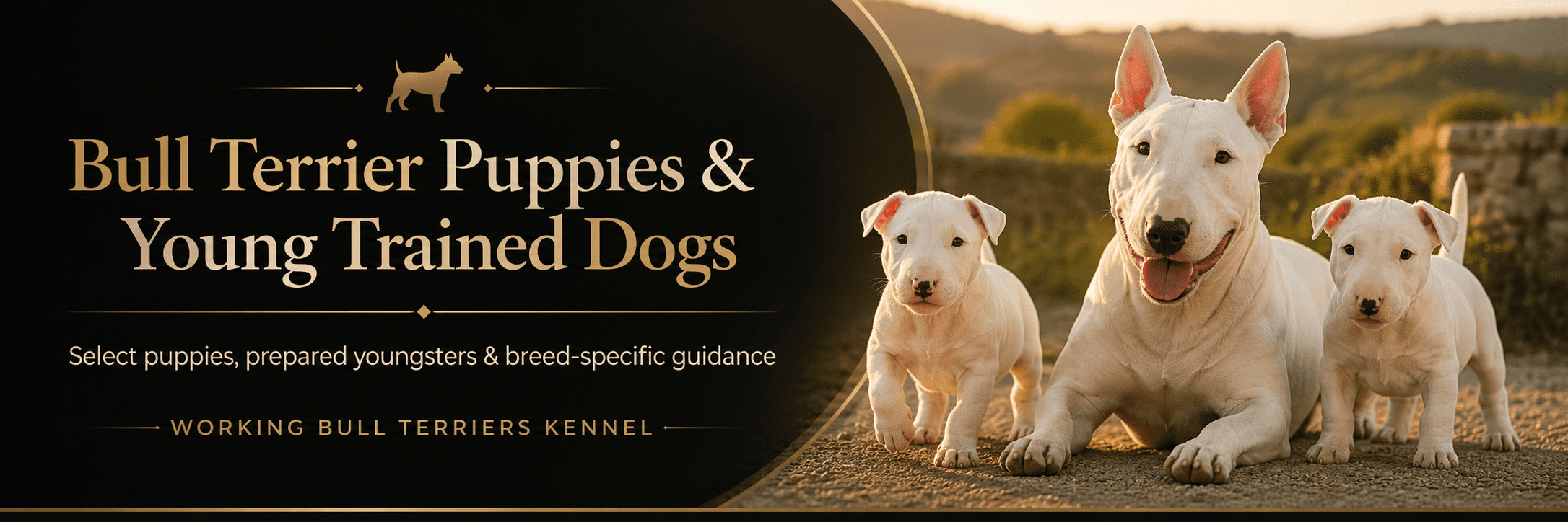 Bull Terrier Puppies and Young Trained Dogs from Working Bull Terriers Kennel