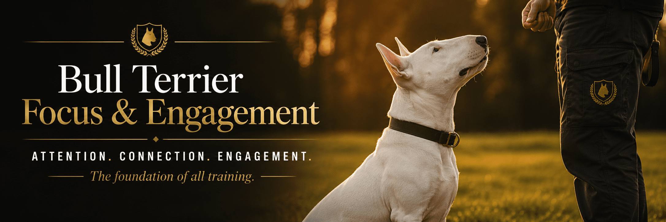 Bull Terrier focus and engagement training guide by Working Bull Terriers Kennel