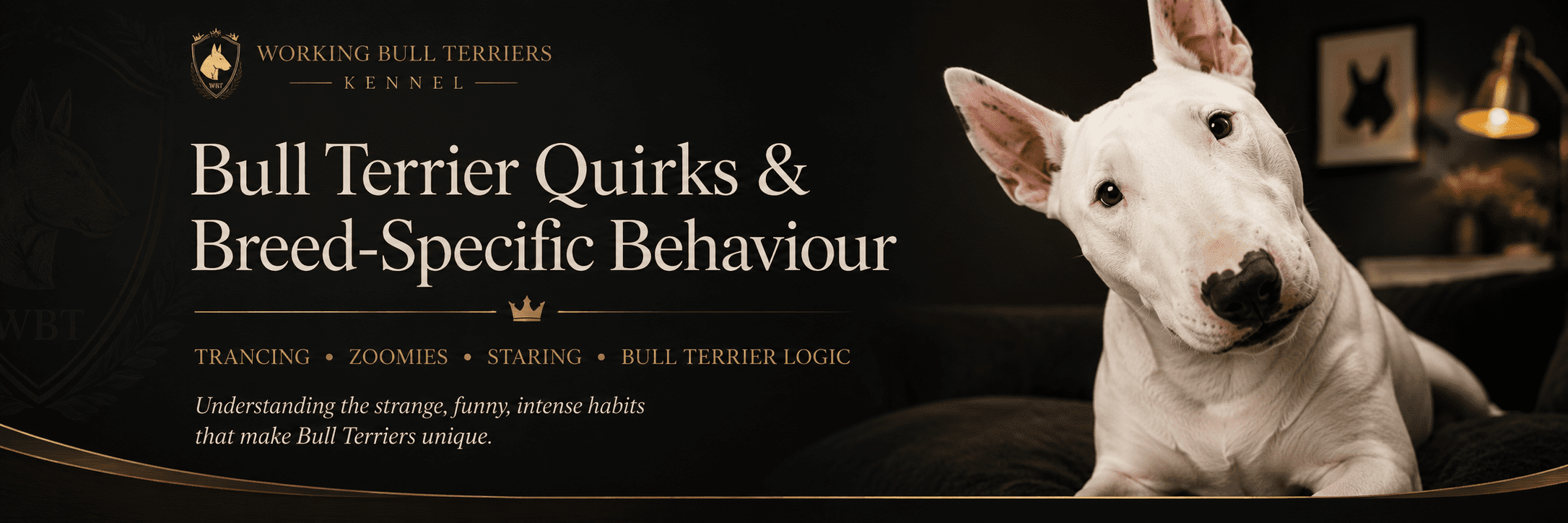 Bull Terrier quirks article library by Working Bull Terriers Kennel