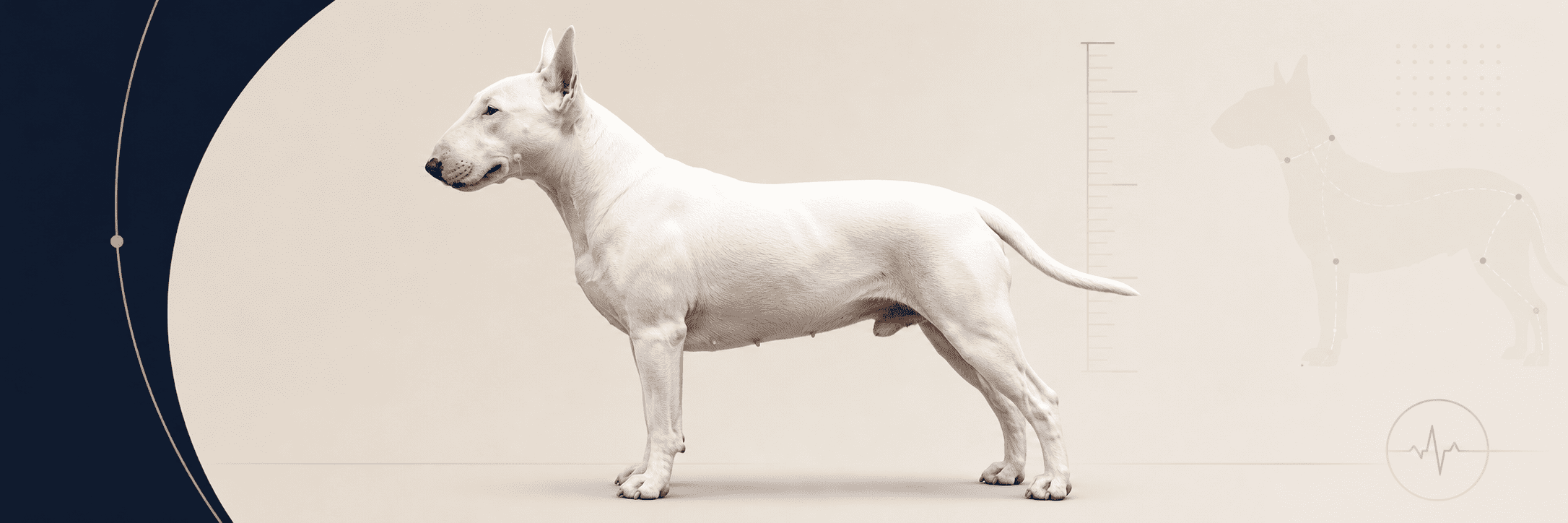 White Bull Terrier standing in profile beside a Bull Terrier weight chart and body condition graphic That is clean, descriptive, and includes the focus phrase naturally. That is clean, descriptive, and includes the focus phrase naturally.