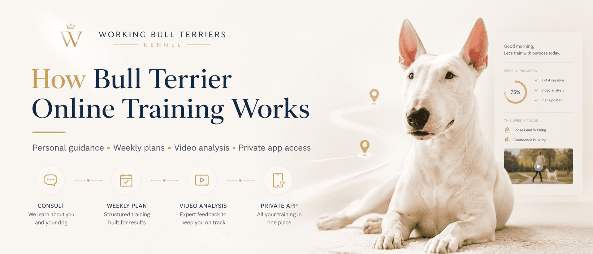 How Bull Terrier Online Training Works banner with a white Bull Terrier, weekly training plan, video analysis, and private app support