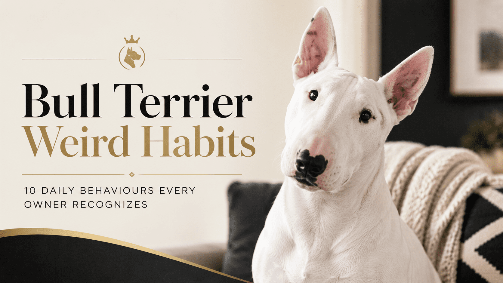 Bull Terrier weird habits banner showing a white Bull Terrier with curious expression for an article about daily breed-specific behaviours.