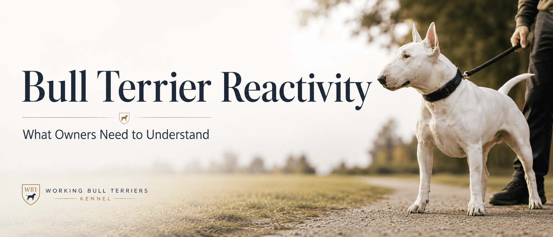 Bull Terrier reactivity article banner showing a focused white Bull Terrier on leash outdoors, explaining what owners need to understand about reactive behaviour.