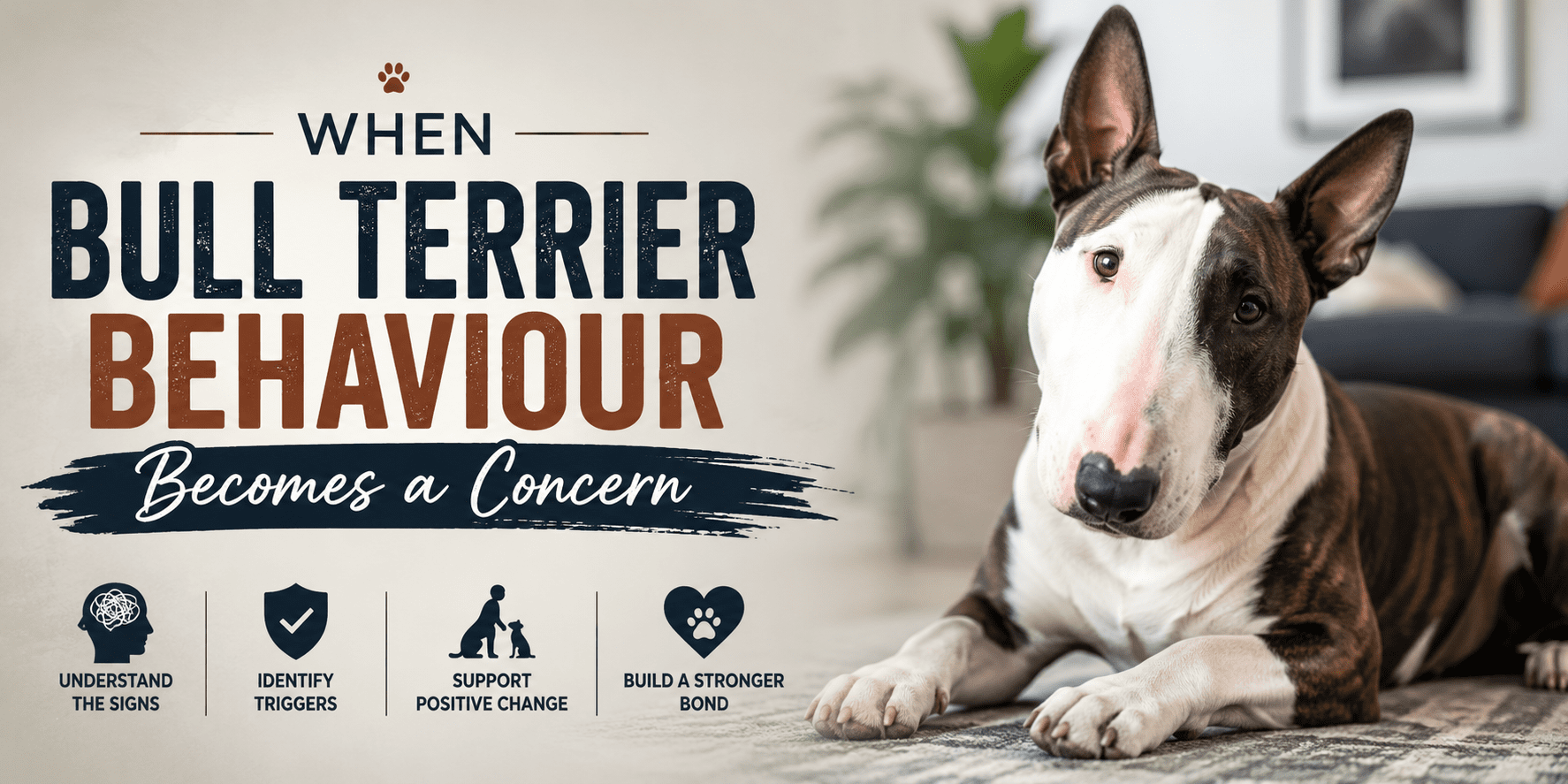 Bull Terrier behaviour concern article banner showing a brindle and white Bull Terrier resting calmly indoors, representing signs owners should understand before behaviour becomes a serious problem.