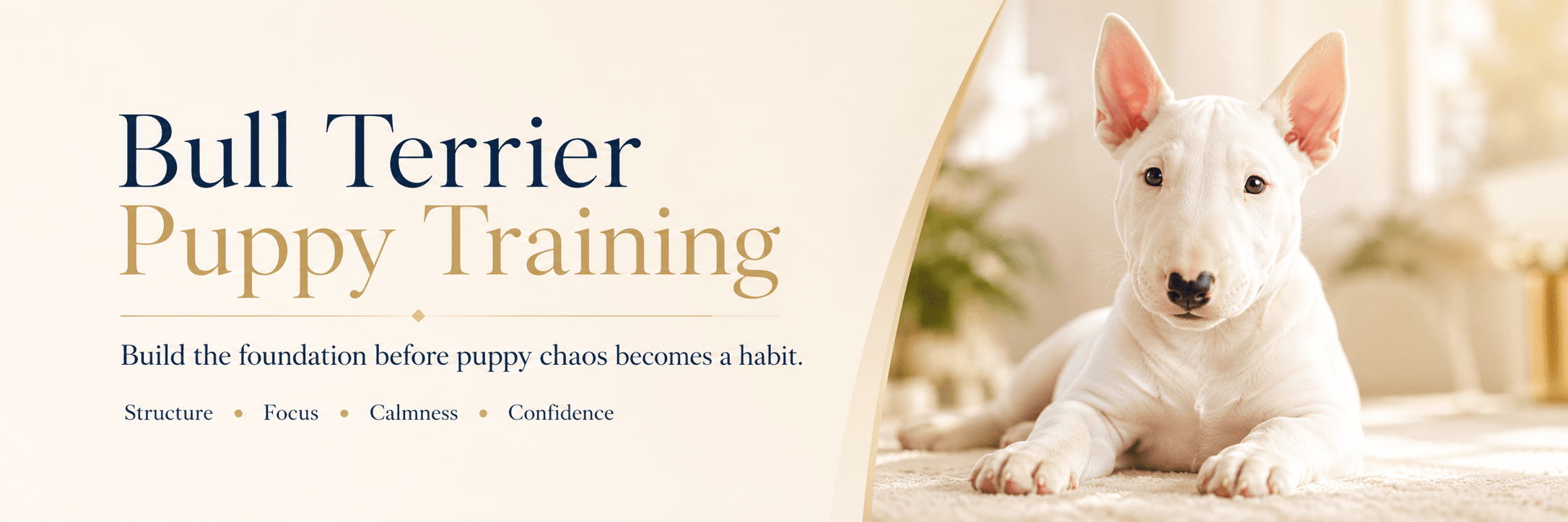 Bull Terrier puppy training foundation guide by Working Bull Terriers Kennel