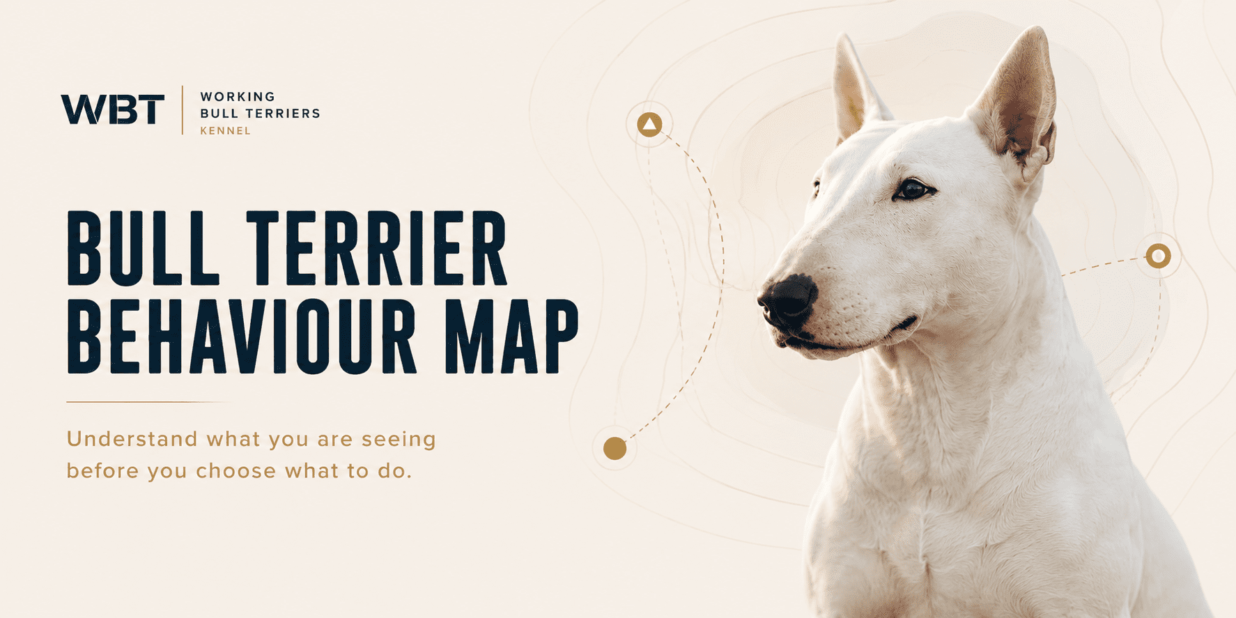 Bull Terrier Behaviour Map guide by Working Bull Terriers Kennel showing how to understand patterns before choosing what to do