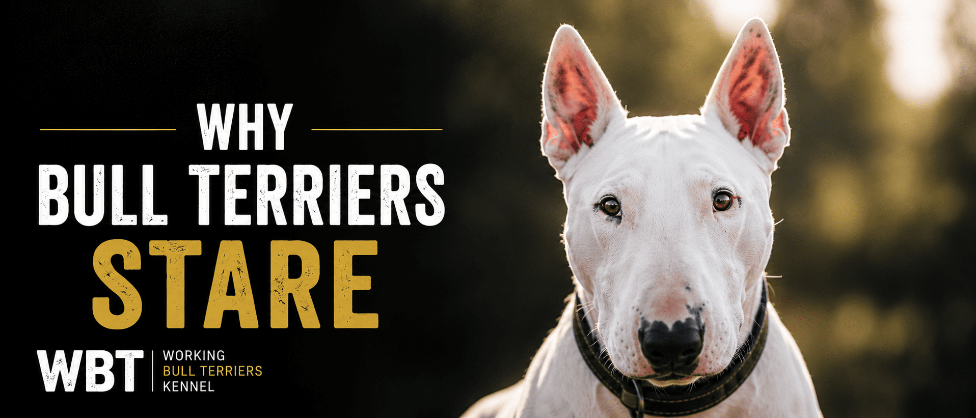 Why Bull Terriers Stare
