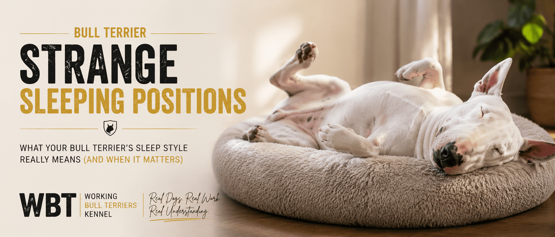 Bull Terrier Strange Sleeping Positions