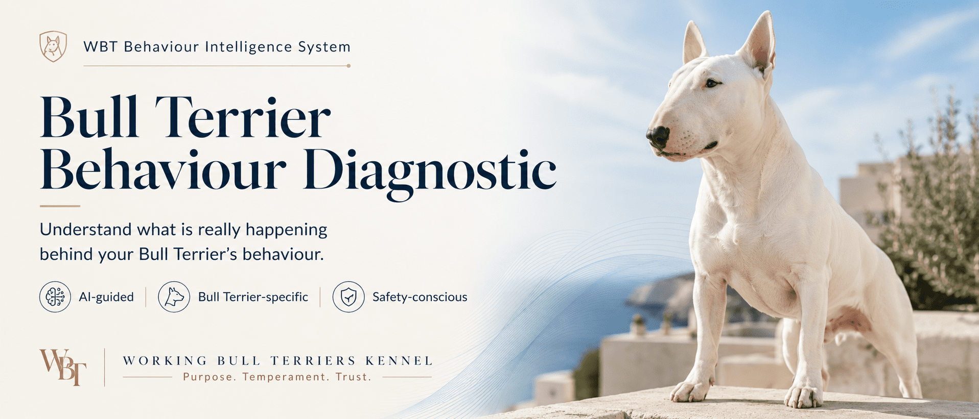 Bull Terrier Behaviour Diagnostic 1 Bull Terrier Behaviour Diagnostic by Working Bull Terriers Kennel
