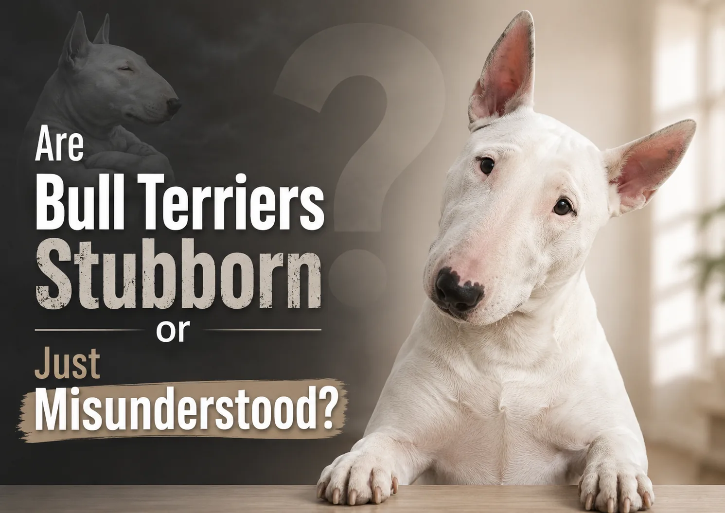 Are Bull Terriers Stubborn or Just Misunderstood?