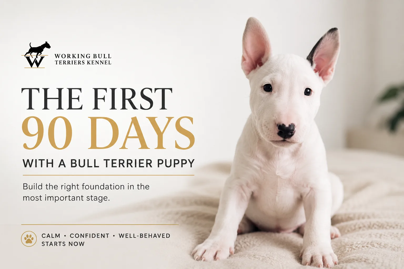 Bull Terrier Puppy First 90 Days: Build the Right Foundation