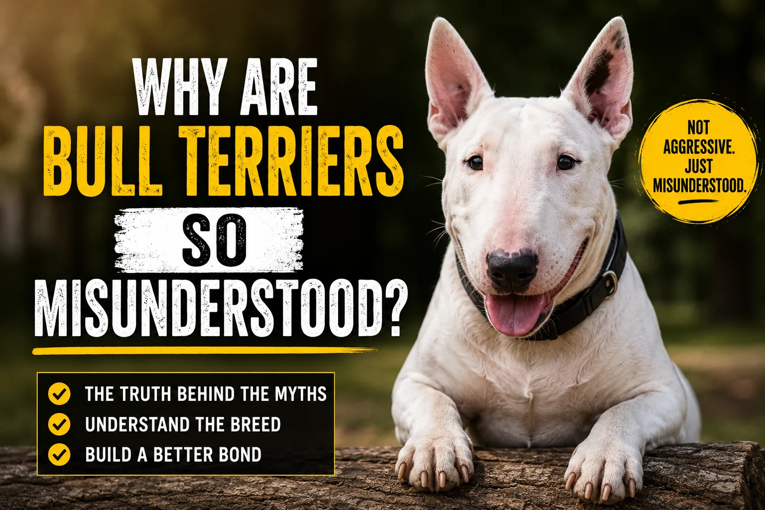 Why are Bull Terriers so misunderstood