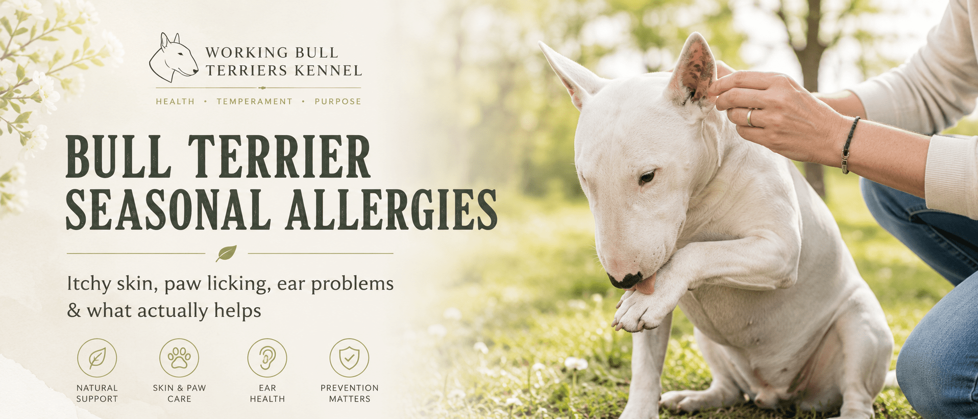 Bull Terrier Seasonal Allergies: Itchy Skin, Paw Licking, Ear Problems and What Actually Helps 1 Bull Terrier seasonal allergies article banner showing a white Bull Terrier with itchy skin and red paws, representing allergy season, paw licking, ear problems, and responsible skin care.