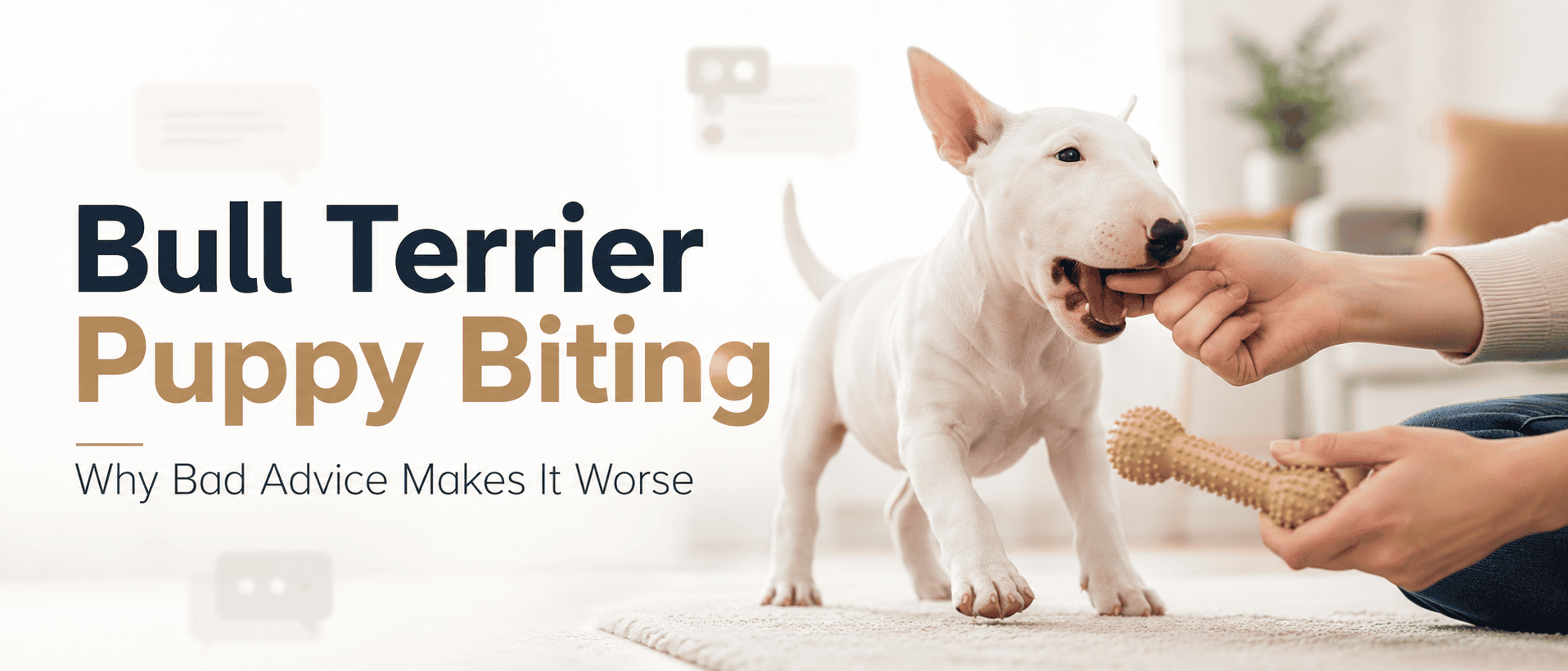 Bull Terrier Puppy Biting: When Bad Online Advice Becomes the Bigger Problem