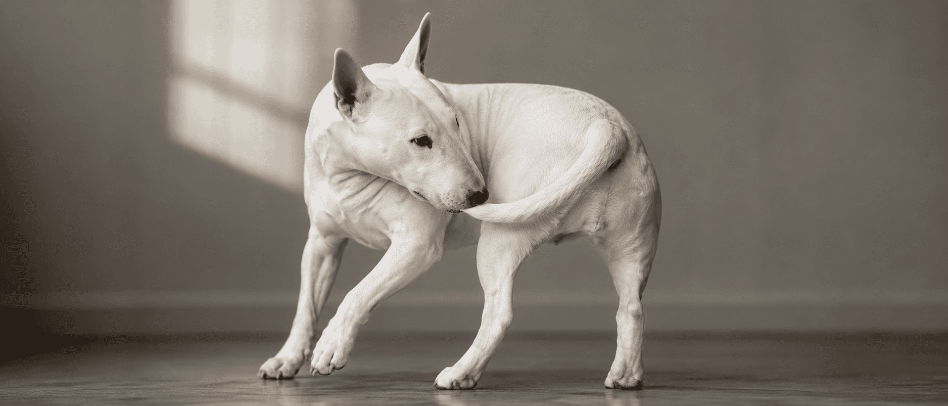 Tail Chasing in Bull Terriers: Quirk, Compulsion, or Neurological Warning Sign? 1 Bull Terrier tail chasing article banner showing a white Bull Terrier turning toward its tail in a serious minimal setting, representing repetitive spinning, compulsive behaviour, neurological warning signs, and responsible owner awareness.