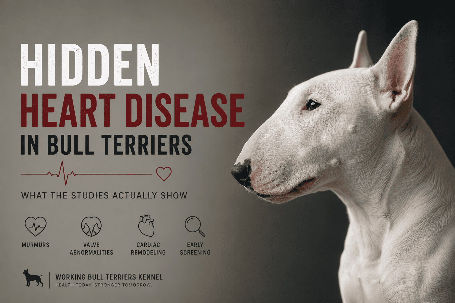 Bull Terrier heart disease article banner showing a white Bull Terrier beside clean heart screening graphics, representing murmurs, valve abnormalities, cardiac remodeling, early screening, and responsible ownership.