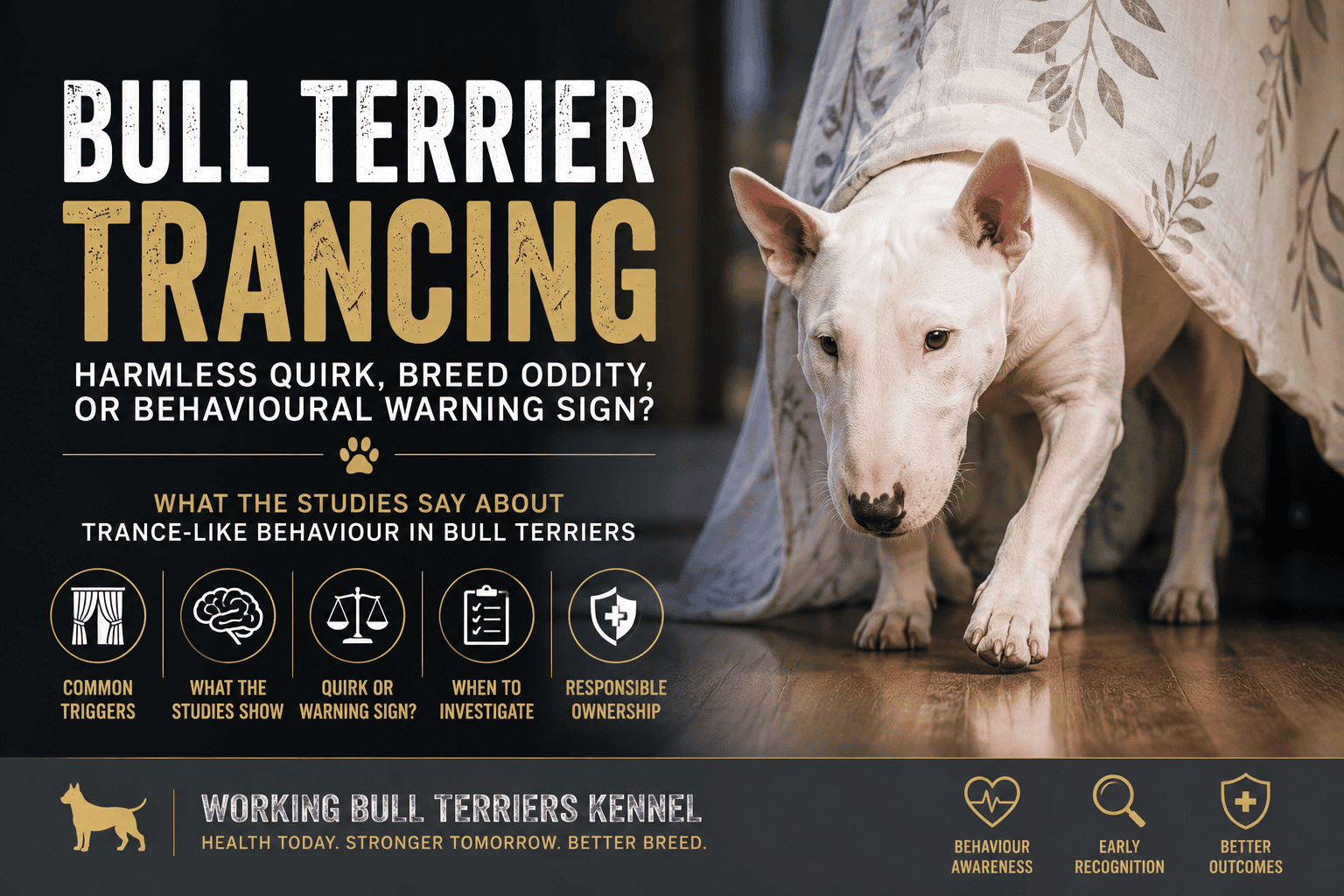 Bull Terrier Trancing: Harmless Quirk, Breed Oddity, or Behavioural Warning Sign? 1 Bull Terrier trancing article banner showing a white Bull Terrier moving slowly under a curtain, representing ghost walking, breed quirks, trance-like behaviour, behavioural warning signs, and responsible owner awareness.