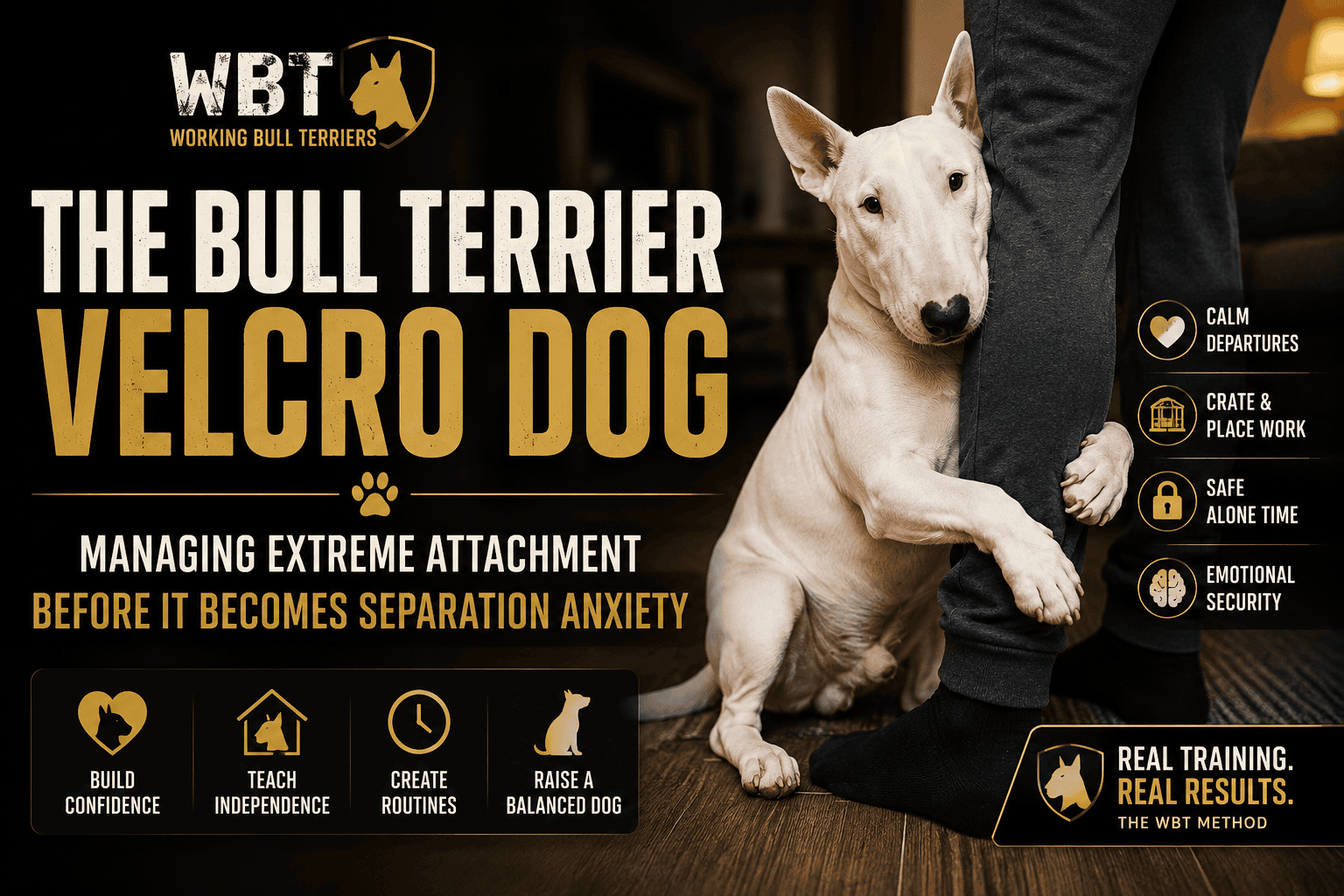 The Bull Terrier Velcro Dog: Managing Extreme Attachment Before It Becomes Separation Anxiety 1 Bull Terrier Velcro dog article banner showing a white Bull Terrier pressed close to its owner indoors, representing deep attachment, clinginess, independence training, separation anxiety prevention, and emotional security.