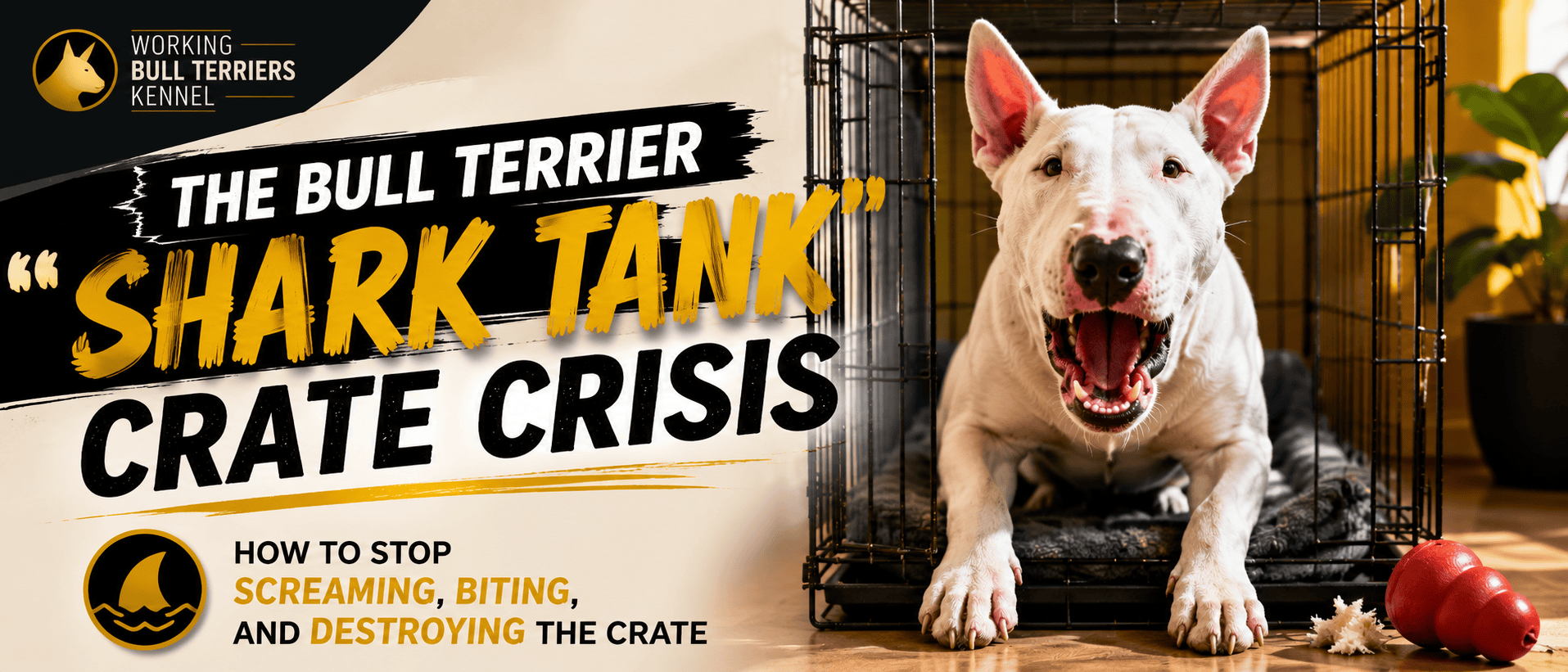 The Bull Terrier “Shark Tank” Crate Crisis: How to Stop Screaming, Biting, and Destroying the Crate 1 Bull Terrier crate training article banner showing a white Bull Terrier inside a crate, representing crate screaming, biting bars, crate destruction, crate conditioning, calm routines, and safe puppy training.