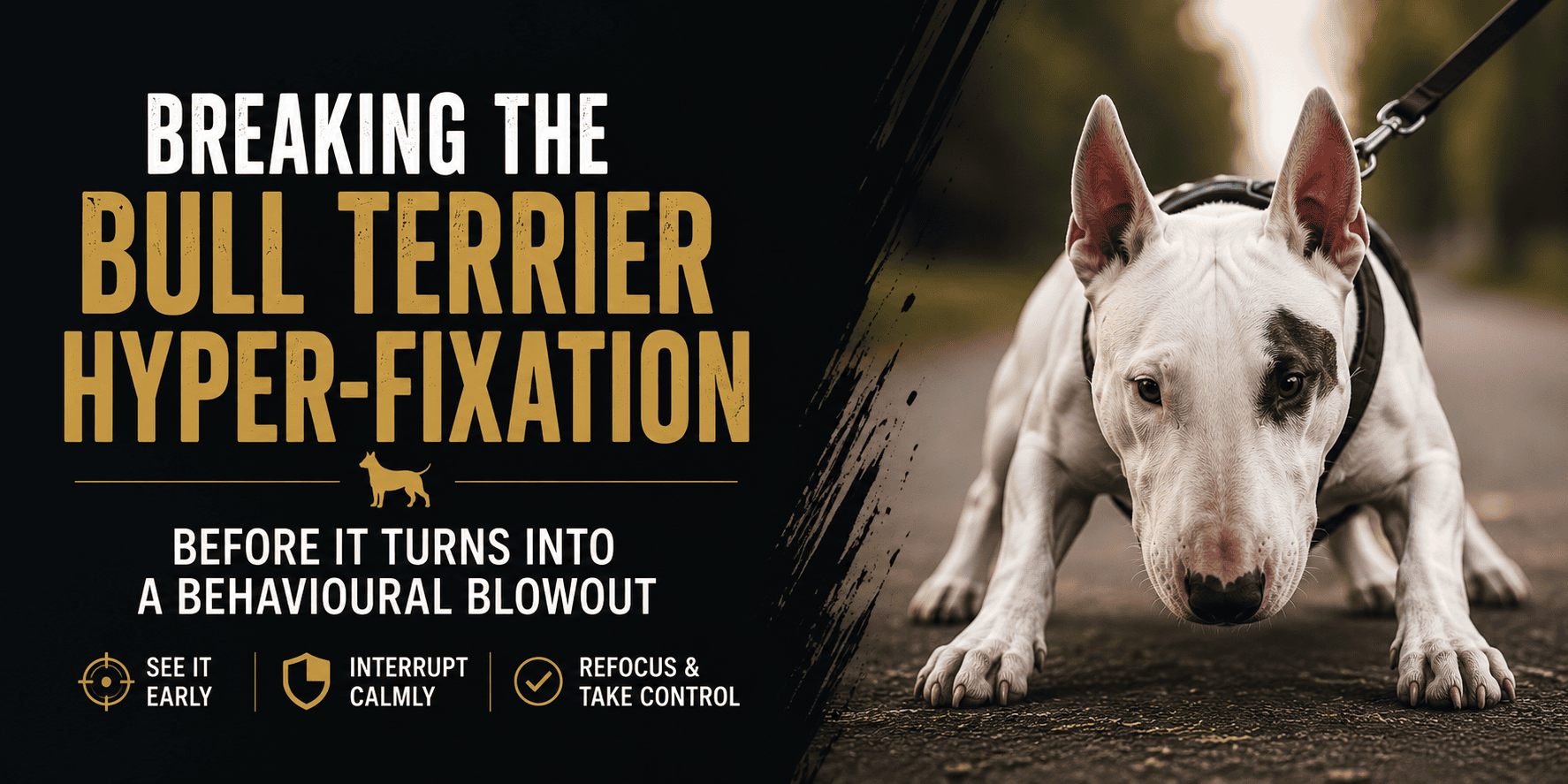 Breaking the Bull Terrier Hyper-Fixation Before It Turns Into a Behavioural Blowout