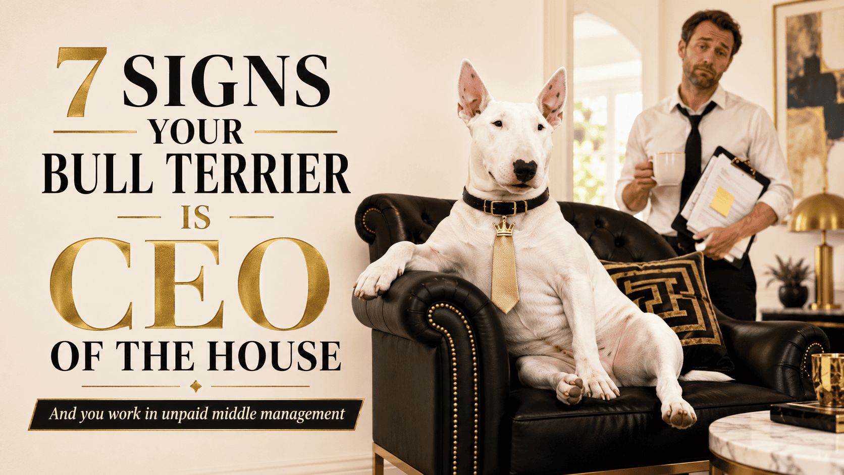 7 Signs Your Bull Terrier Has Quietly Become CEO of the House