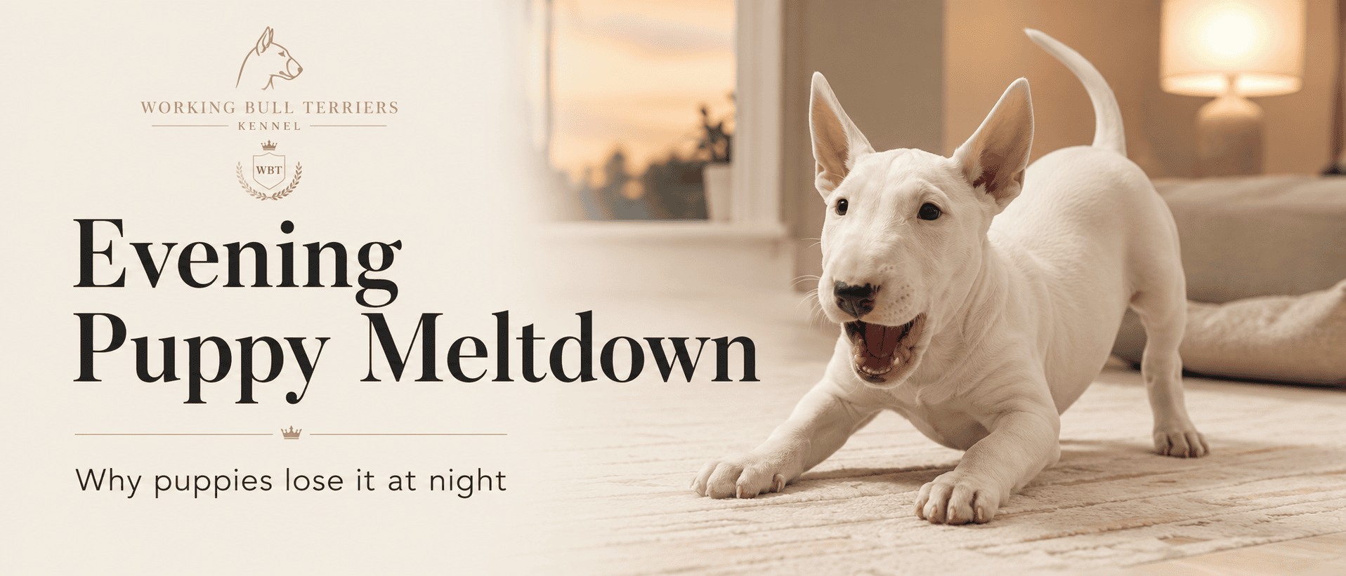 The Evening Puppy Meltdown Explained: Why Your Bull Terrier Puppy Turns Wild at Night